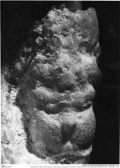 Historisches Foto von Bucculentum bachmayeri (Schweitzer & Feldmann, 2009) (NHMW-AFW-GEO-BACHMAYER-FOTO-1990-0041-1511)